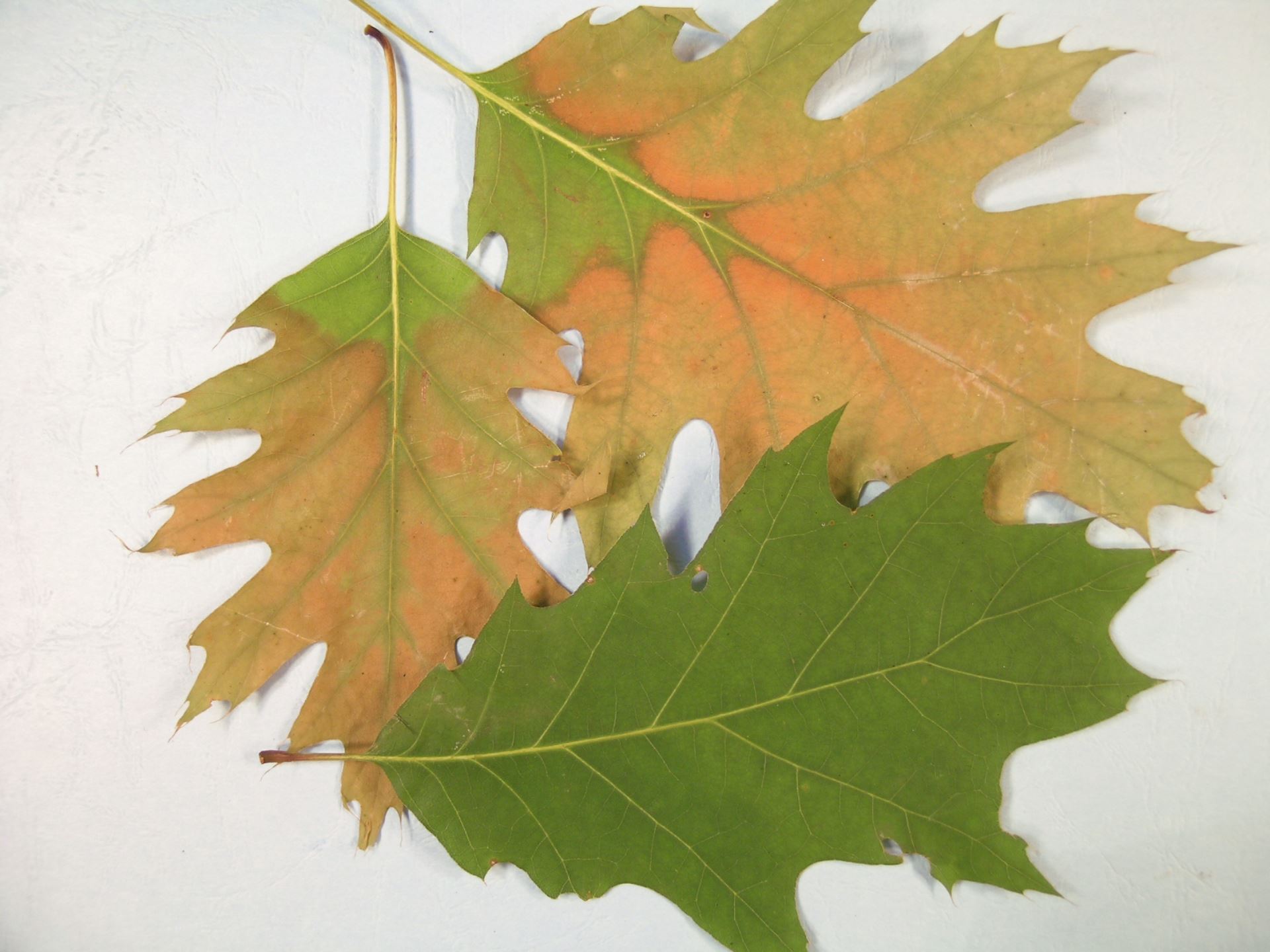 Oak Wilt Leaves